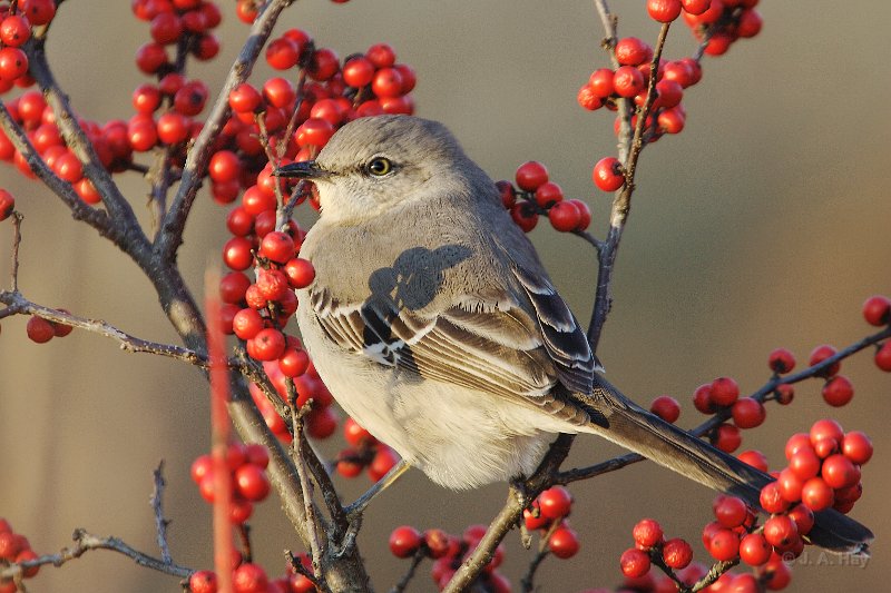 IQ2D0680 - Version 2